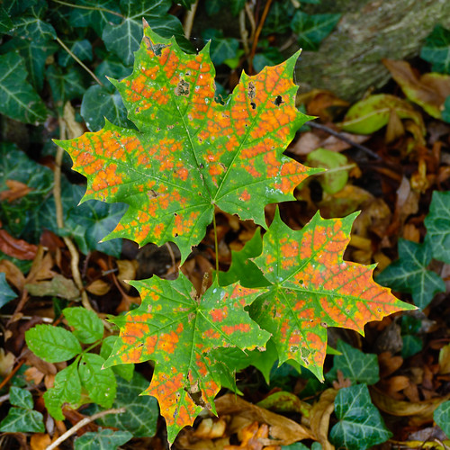 Autumn leaves: maple shoot, Bridgnorth