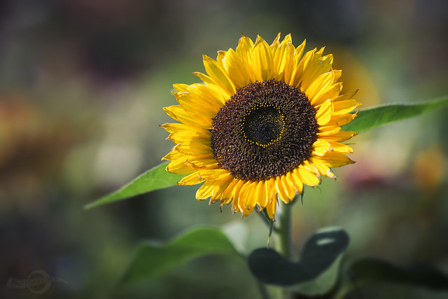 Helianthus annuus | Sonnenblume | Sunflower