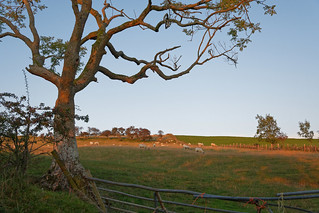Evening sheep