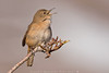 Chercán (Troglodytes aedon chilensis)