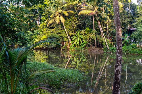 kerala india in meenachel kottayam banana coconut sunrise hut aymanam tropics