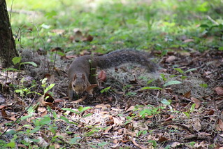 Squirrels At Mead Botanical Garden Winter Park Florida Flickr