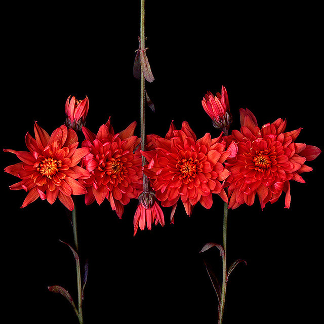 SEVEN BEAUTIES… Chrysanthemum