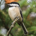 Flickr photo 'Poecile atricapillus (Black-capped Chickadee)' by: Arthur Chapman.