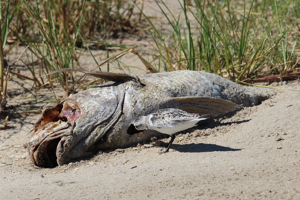Sanderling eating very dead fish