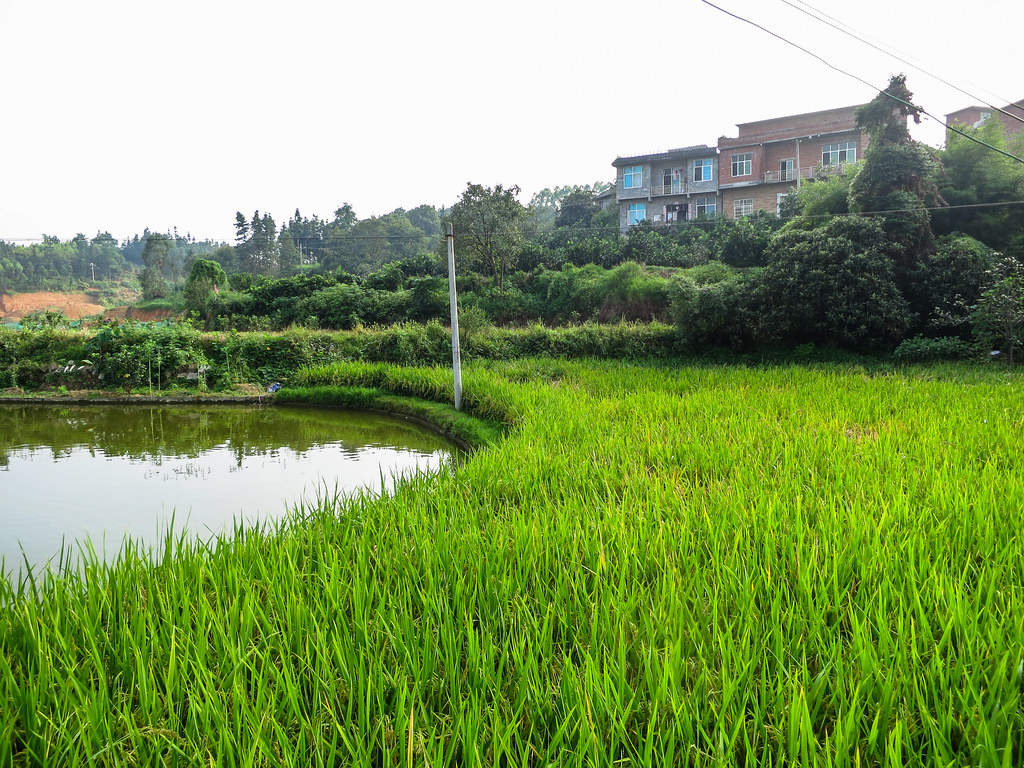 Rice field in a village in Libo County, Guizhou Province, Southwest China.