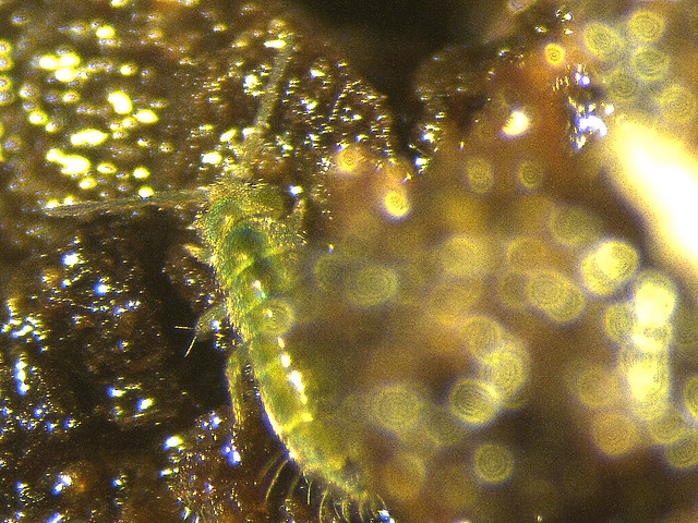 Collembola (Isotomurus sp.)