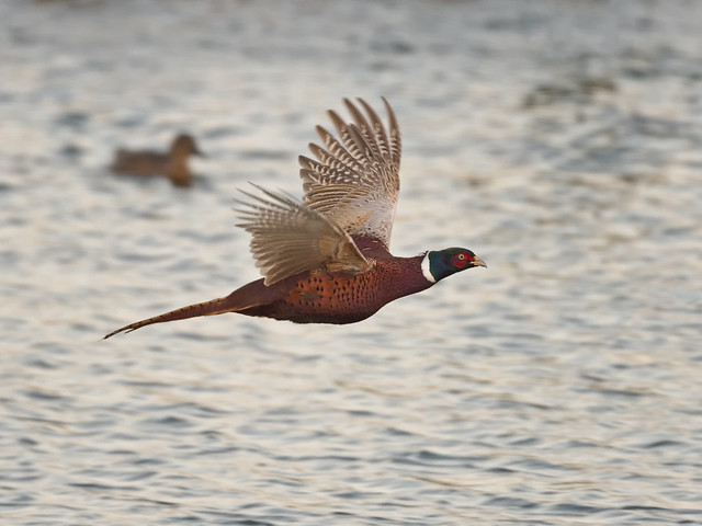 Cock Pheasant - over lake