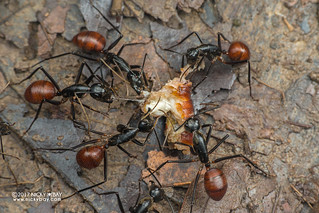 Giant forest ants (Dinomyrmex gigas) - DSC_9962