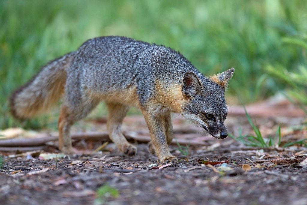 Island Fox: The Endearing Treasure of the Islands  -- Cute Foxes in the World with Pictures