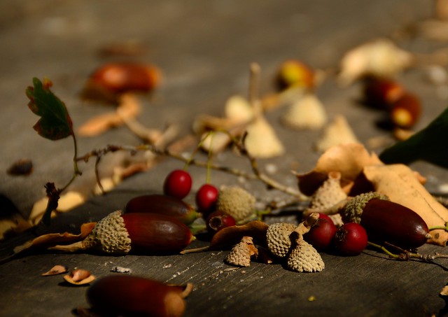 Falling seeds ... Spreading my LOVE - said nature-
