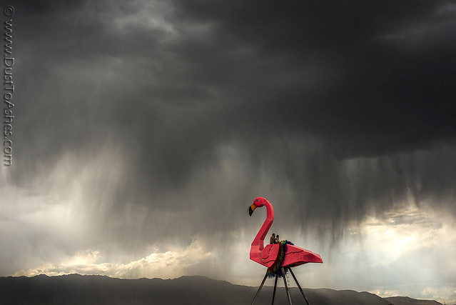 Phoenicopterus Flamingo In Storm BM 2017