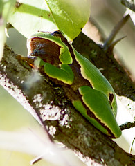 Восточная квакша / Hyla orientalis / Oriental Tree Frog (Shelkovnikov's Tree Frog)