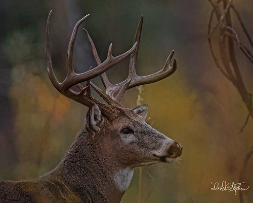 Big Buck After Sundown | by dcstep