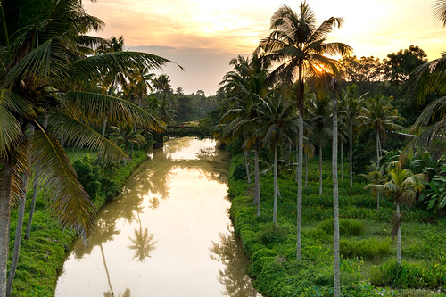 kerala india in canal sunset coconut palm
