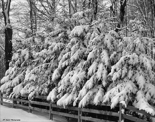 jrneziolphotography portrait tree trees brantford beautiful bright blackwhite monochrome winter winterscene pinetree pines fence landscape nature outdoor snow snowscape snowscene theworldoutdoors