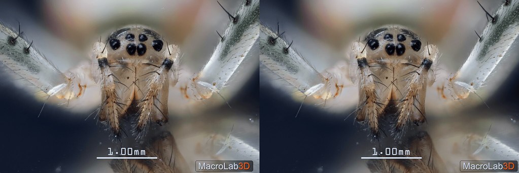 Long-jawed spider (Metellina sp.),  CrossView(CrossEye) 3D, video screengrab.