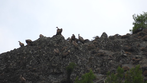 Kreta 2017 459 Vale gieren / Griffon vultures