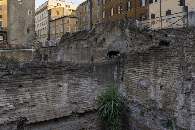 Roman cats 3/3