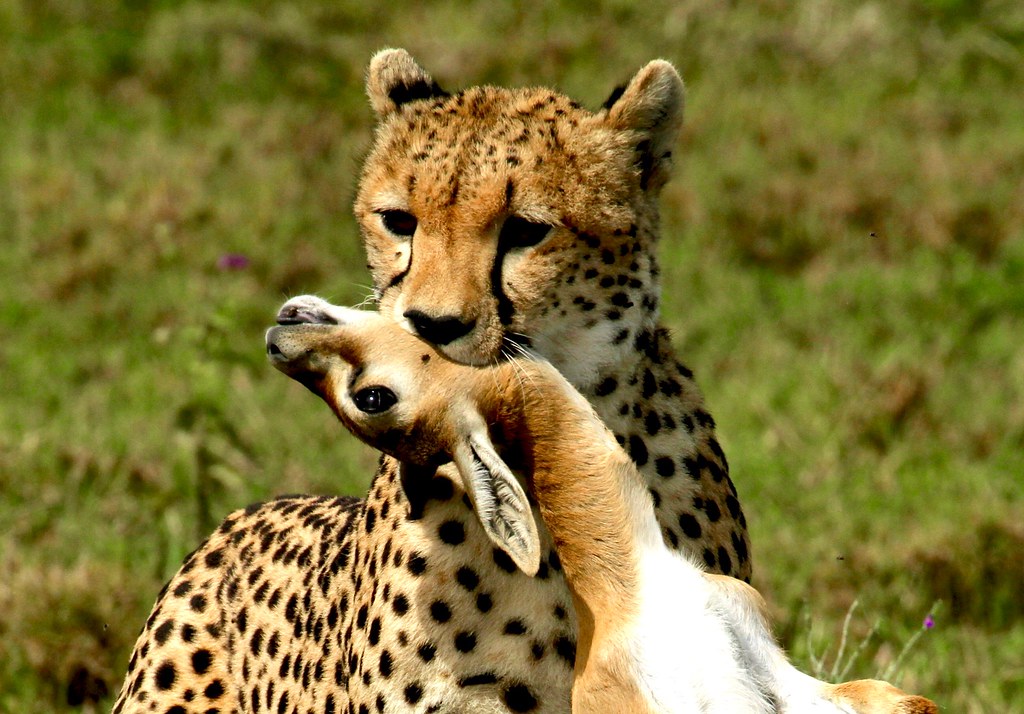 Guépard et gazelle - Cheetah & Gazelle