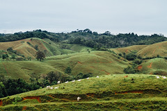 Cattle on Green Hillside, Colombia