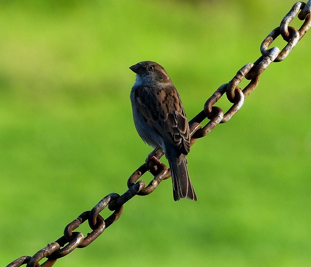 House Sparrow - Nilgiris