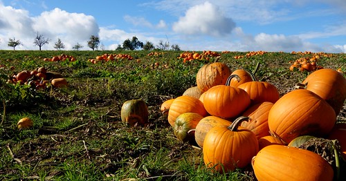 GERMANY, Autumn with pumpkins, 75516/8973 | by roba66