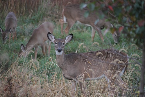 Photo of group of deer