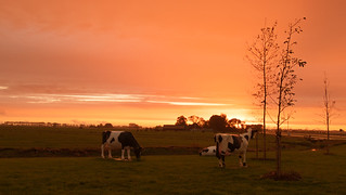 real sunset, fake cows