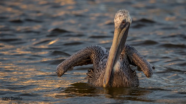 Like a water park ride, a Brown Pelican tryes to remain strait while riding the strong currents of the changing tide of an ocean inlet into the rising sun.   Taken at Gulf Shores Alabama.
