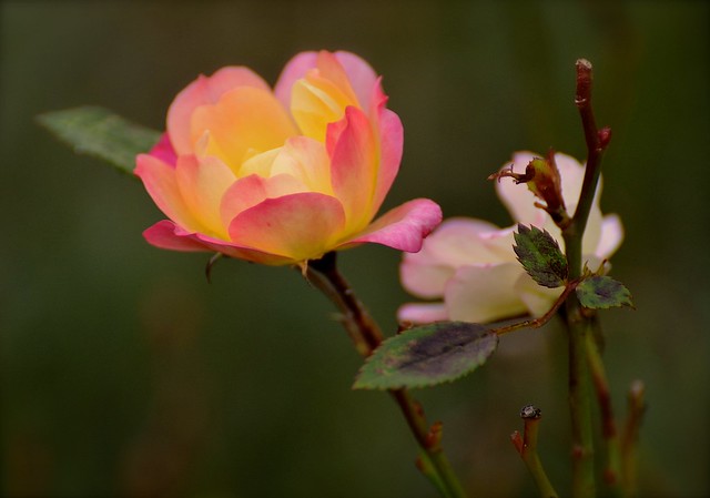 Autumn Rose (Explored)