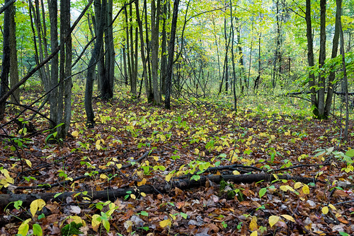 kawartha lakes forest fall landscape nature kawarthalakes ontario canada ca