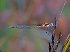 Cup ringtail damselfy Austrolested psyche