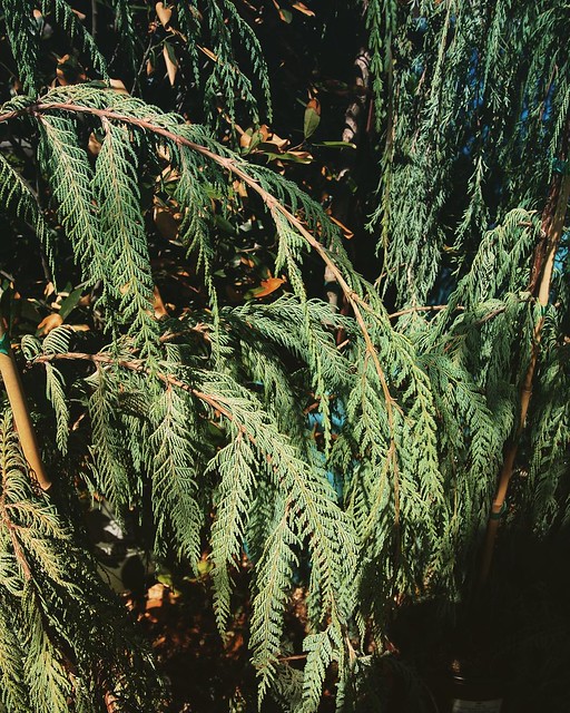 Interesting Plant: Cupressus cashmeriana I really like the weeping habit of this cypress. At around 40’ tall it is a bit too large for my garden but I could easily see it being a focal point of a larger garden. #garden #gardening #plant #tree #cypress #cu