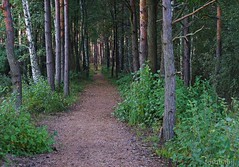 Rezerwat przyrody Imielty Ług, leśna ścieżka edukacyjna