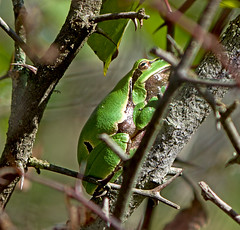 Восточная квакша / Hyla orientalis / Oriental Tree Frog (Shelkovnikov's Tree Frog)