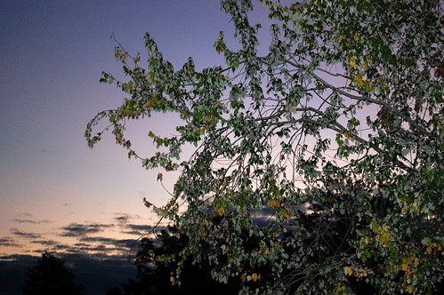 lumberton nc northcarolina robesoncounty outdoors outside tree trees foliage greenery morning daybreak early sunrise cloud clouds sky goodmorning purplesky nikon d40 dslr