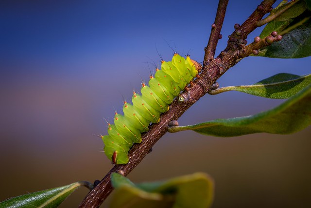 Polyphemus Moth Caterpillar (Antheraea polyphemus)