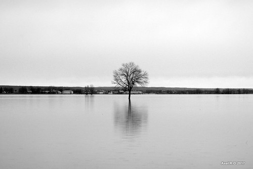 arbre champs inondation stbarthélémy lanaudière
