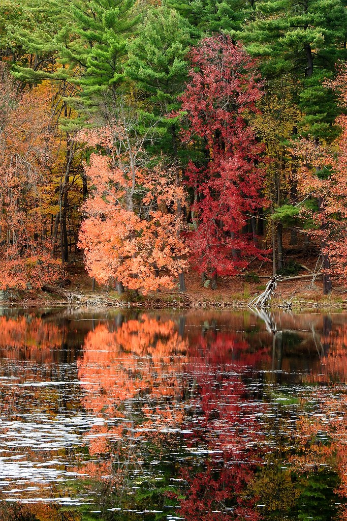Colorful Autumn Trees | Stanley Zimny (Thank You for 66 Million views ...
