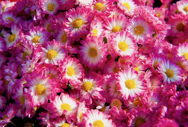 Cluster of Mums!