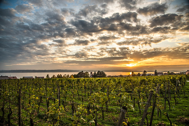 vineyards at lake constance