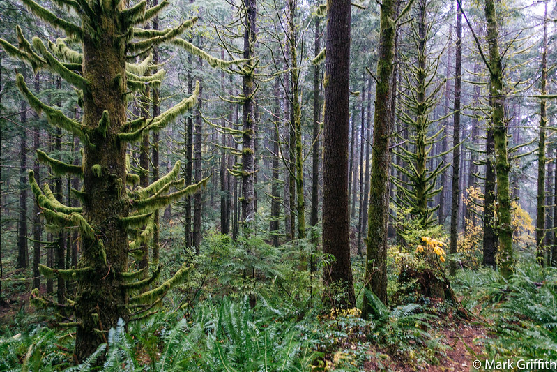 Watcher in the Woods