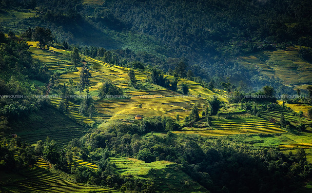 Terraced rice fields in Y Ty, LaoCai Province, VietNam
