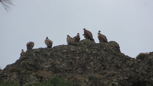 Kreta 2017 467 Vale gieren / Griffon vultures