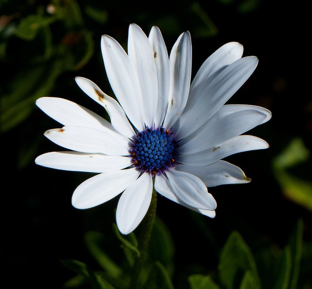 Daisy flower - Nilgiris.
