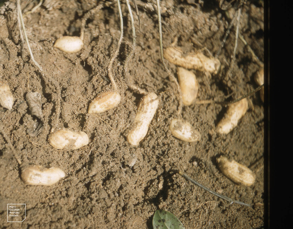 Ground nuts in ground = 2 pea pod. Arachis hypogaea. Minna… | Flickr