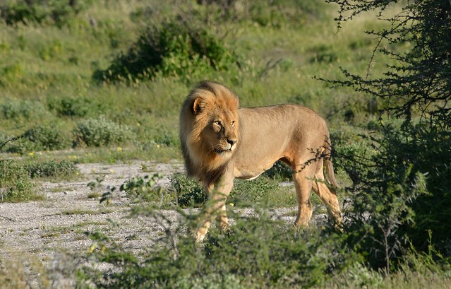 Male Lion - on walkabout, in Etosha National Park, Namibia.