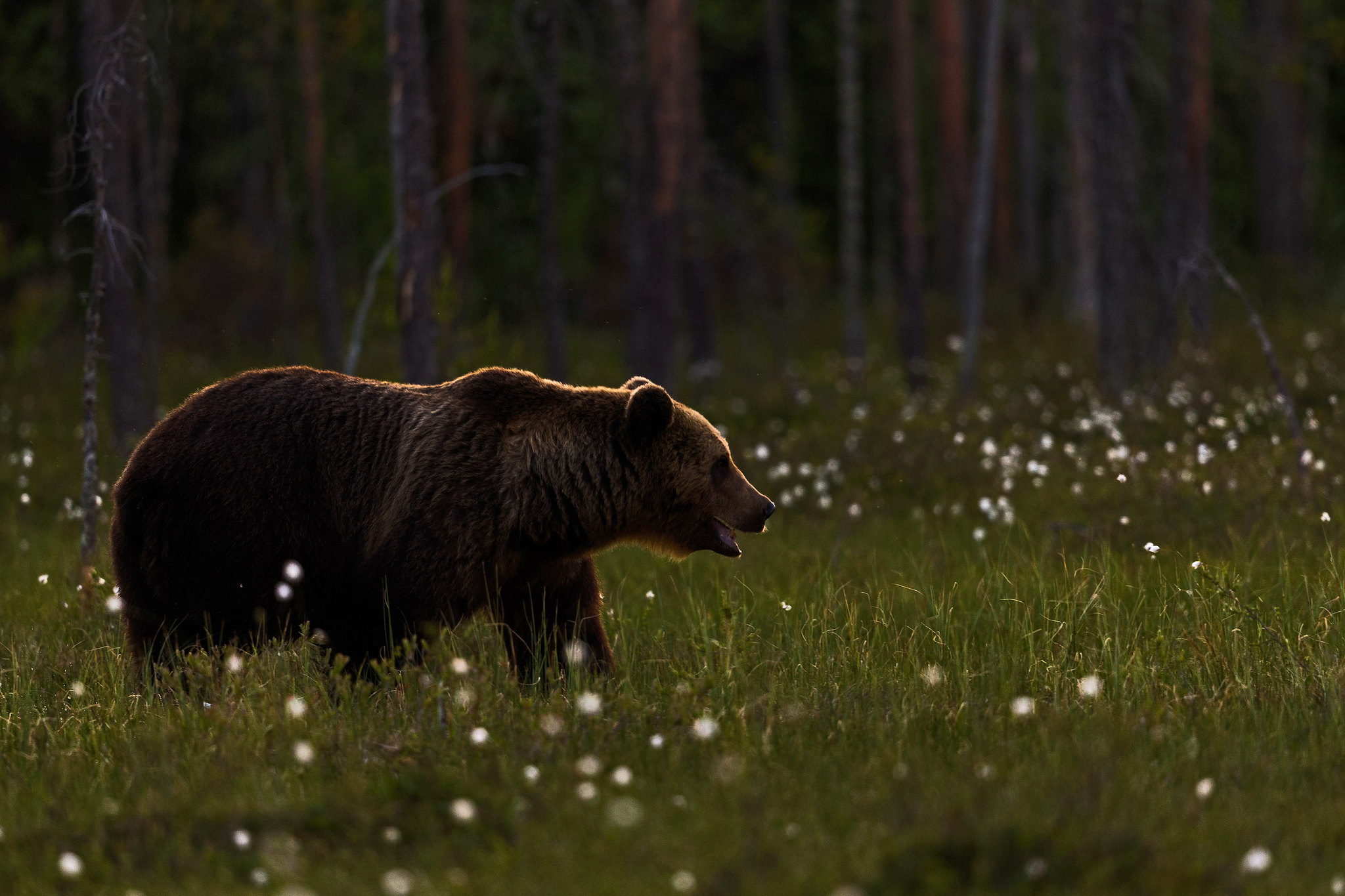 Brown Bear - Bears in Finland