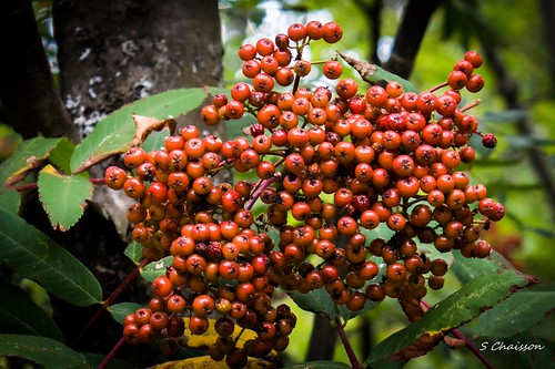 423A1874...Not cranberries!!!!! | by YBFSC Shirley